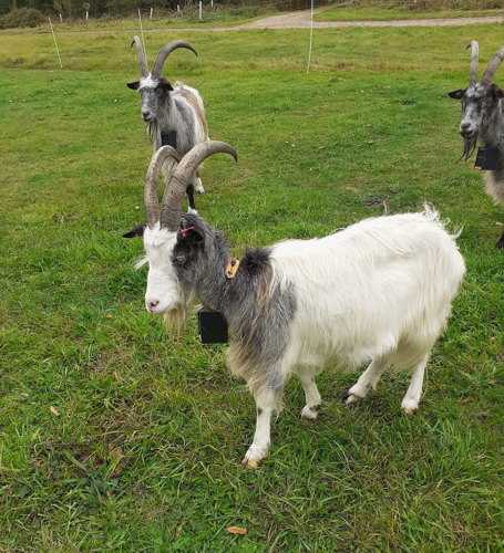 Our Cheviot goats
